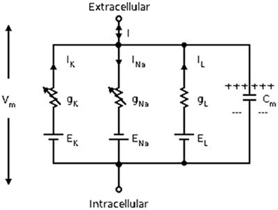 The Energy Coding of a Structural Neural Network Based on the Hodgkin–Huxley Model